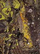 Lichen 17-2678-80a